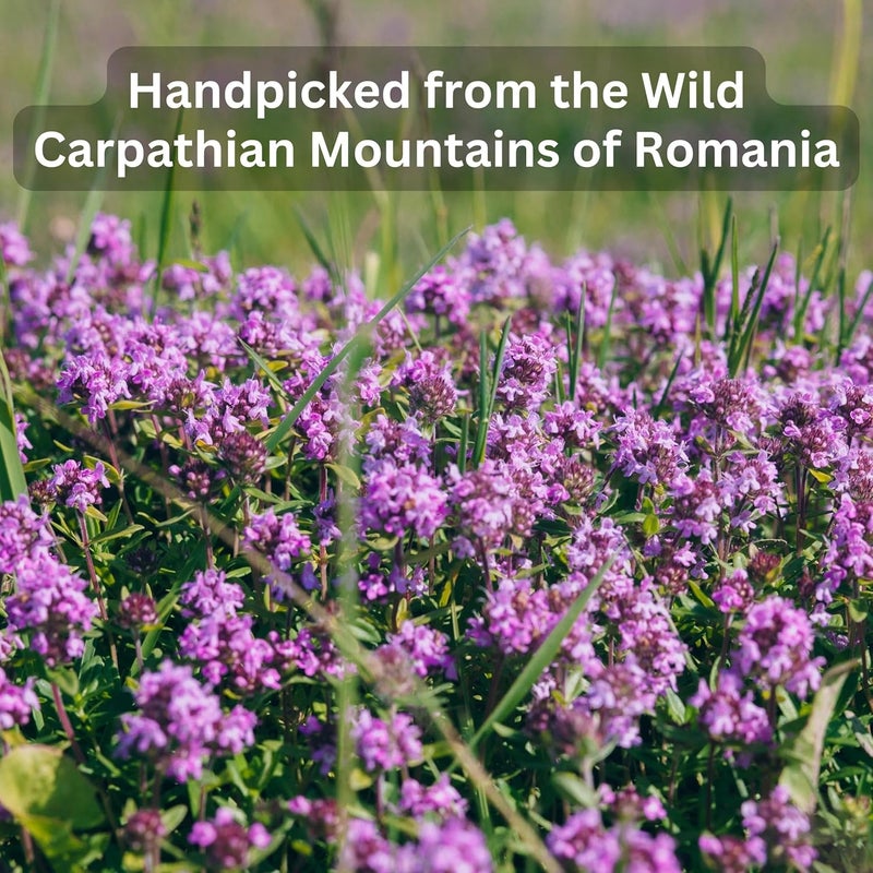 Wild Bliss شاي الزعتر البري العضوي من وايلد بليس - خالي من الكافيين لدعم الجهاز التنفسي - 20 كيس شاي نباتي - Image 3
